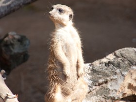 Zoo Hannover